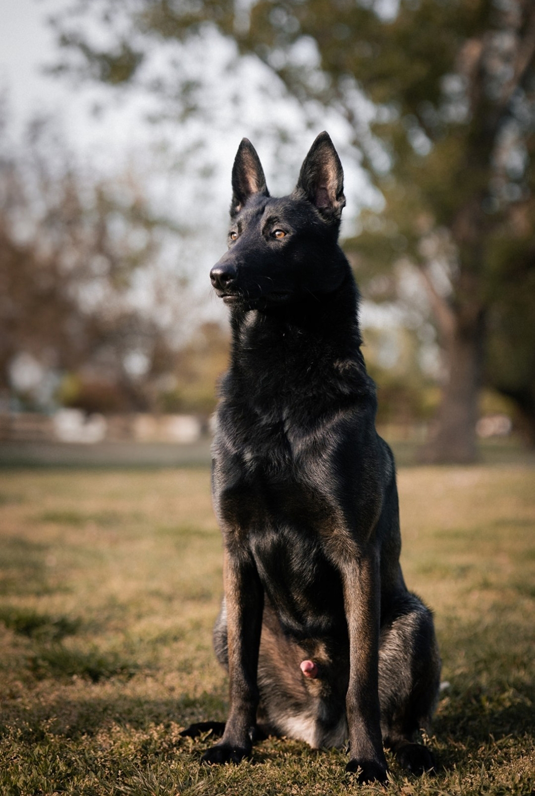 Trained Dogs International