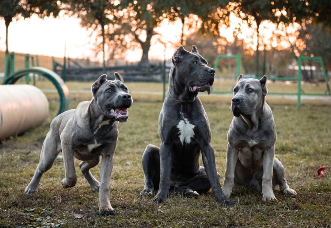 Trained Dogs International