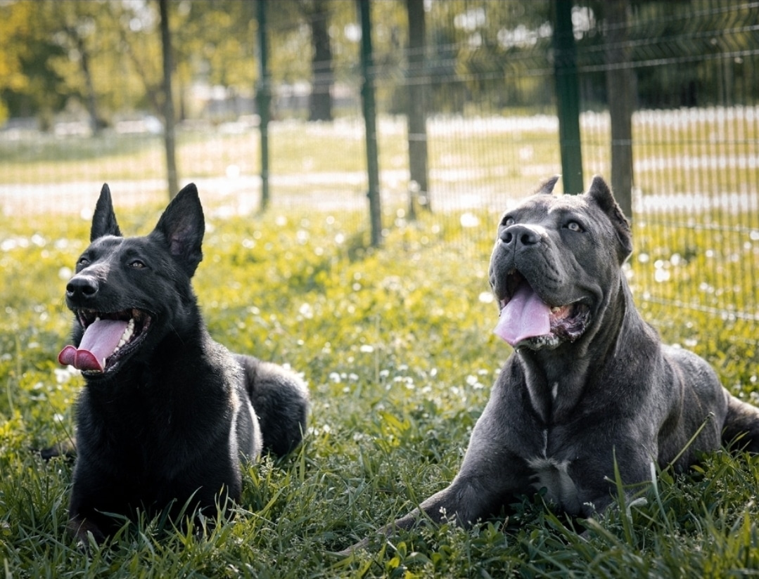 Trained Dogs International