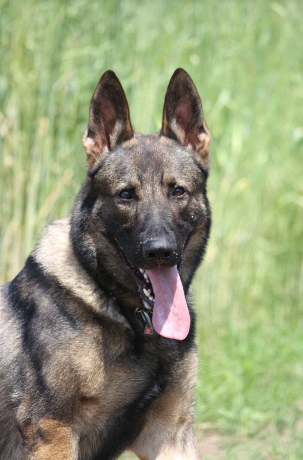 Trained Dogs International