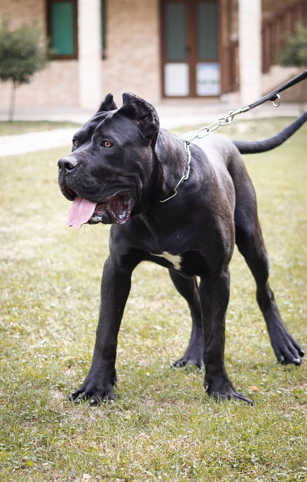 Trained Dogs International