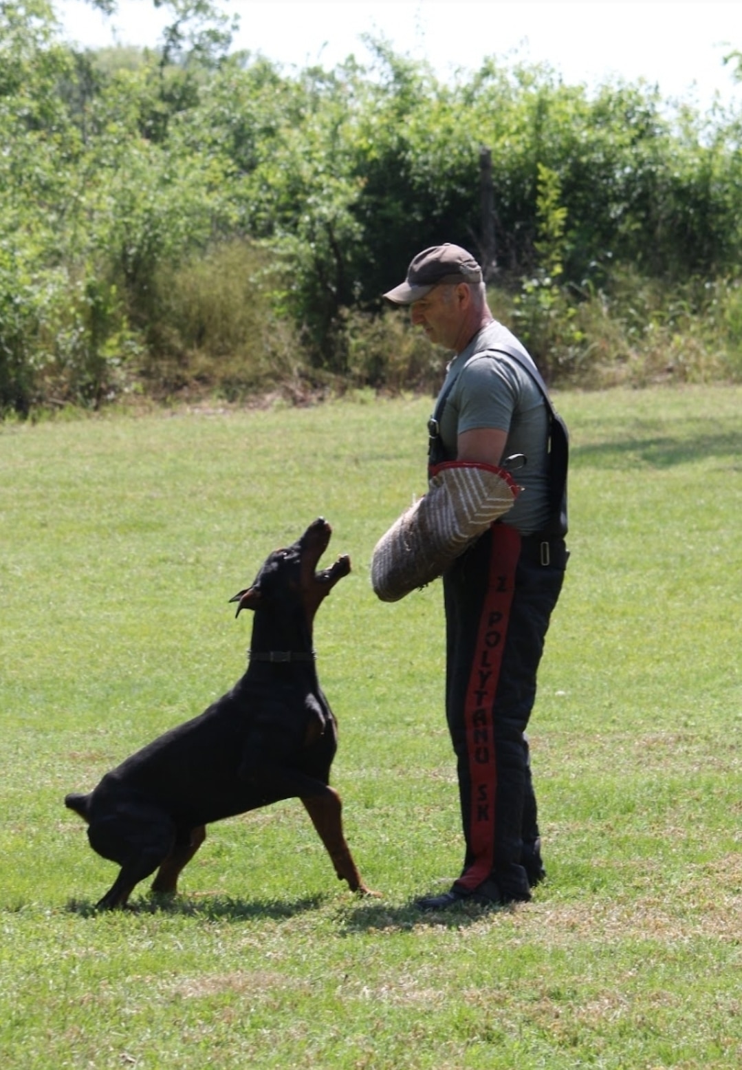 Trained Dogs International