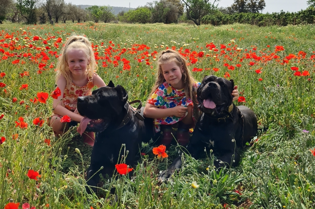 Trained Dogs International